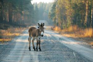 ai genererad åsna stående på de väg nära skog på tidigt morgon- eller kväll tid. väg faror, vilda djur och växter och transport. foto