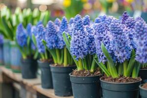 ai genererad många blå violett blommande hyacinter i kastruller är visas på hylla i floristisk Lagra eller på gata marknadsföra. foto