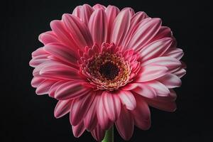 ai genererad skön blomning rosa gerbera daisy blomma på svart bakgrund. foto