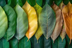ai genererad närbild löv i annorlunda Färg och ålder . linje av färgrik löv i vår höst falla säsong. foto