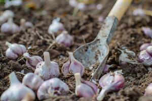 ai genererad vitlök i de vegetabiliska trädgård. de begrepp av vår eller höst trädgårdsarbete. foto