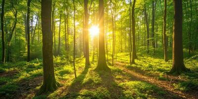 ai genererad skön skog panorama med ljus Sol lysande genom de träd foto