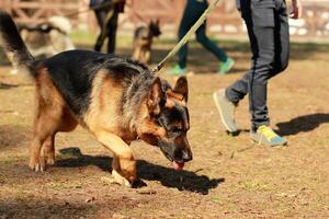 Träning klass för en k9 tysk herde detektiv- hund. doft Träning och sökande för en Spår foto