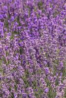 lila lavendel- blommor buske. blomma i de fält. natur bakgrund. växa en doftande växt i de trädgård. sommar blomma honung växt närbild foto