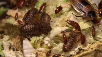 en grupp av kackerlackor av annorlunda arter stor och små äta mat. inhemsk kackerlacka äter kål och bröd i de kök. familj av insekter. skadlig insekt. röd kackerlacka uppsättning foto