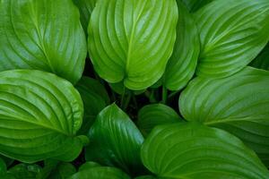 trädgård växt hosta. grön löv bakgrund. sommar blomma natur. foto