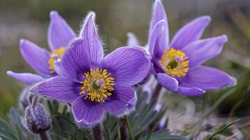 ai genererad blommor av de windflower eller pulsatilla patens. först vår blomning blomma foto