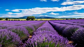 ai genererad pittoresk äng av blomning lavendel- foto