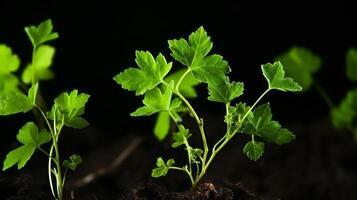 ai genererad vinranka plantor visa upp ung och lovande druva kluster foto