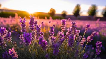 ai genererad vibrerande lila lavendel- i en Sol uppblött eftermiddag fält foto