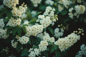 ai genererad naturlig blommig bakgrund med vit blommor av blomning spirea grenar i trädgård utomhus. foto