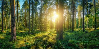 ai genererad skön skog panorama med ljus Sol lysande genom de träd foto