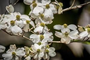 dogwood blommor på grenar foto