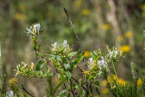 vild kaprifol blommor foto