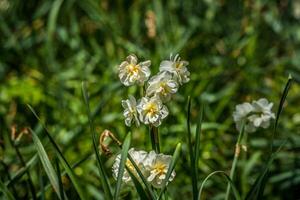 miniatyr- dubbel- blomning påskliljor foto