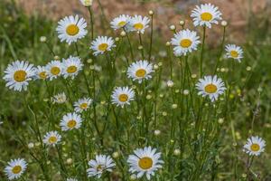 vit daisy i blomma närbild foto