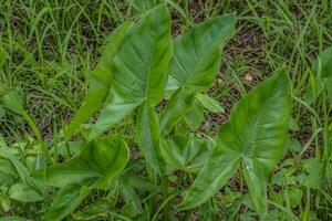 grön pil arum växt närbild foto