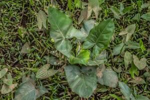 topp se av en bred blad pilspets växt foto