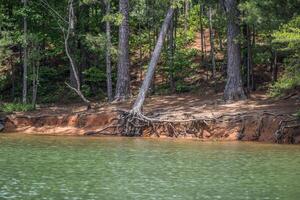 Sjöstrand erosion med faller träd foto