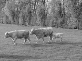 de tysk muensterland foto