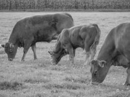 de tysk muensterland foto