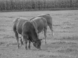 de tysk muensterland foto