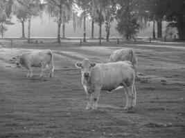 weseke i Westfalen foto