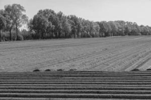 weseke i Westfalen foto