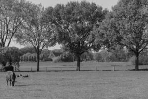 weseke i Westfalen foto