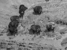 ön helgoland foto