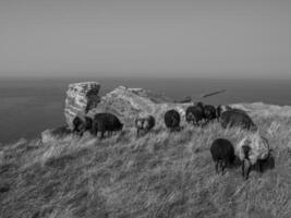 ön helgoland foto