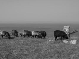 ön helgoland foto