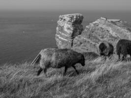 ön helgoland foto