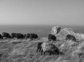 ön helgoland foto