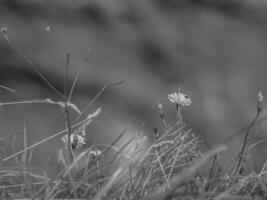 helgoland island i tyskland foto