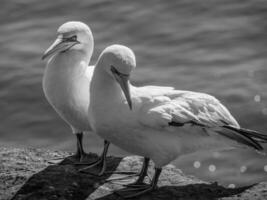 ön helgoland foto