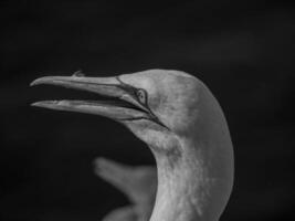 helgoland island i tyskland foto