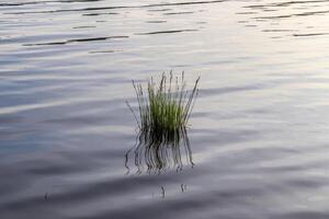 vackert landskap vid kusten av en sjö med en reflekterande vattenyta och lite vass och gräs foto