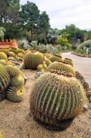 kaktus parkera från runt om de värld foto