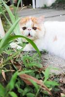 katt eller persisk katt , pott på Hem foto