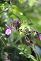 spathoglottis plicata eller lila jord orkide blomma med suddigt bakgrund foto