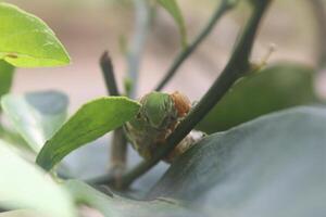 grön larver den där äta orange löv foto