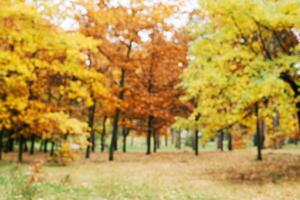 suddig bakgrund höst skog, abstrakt konst solig höst parkera, glöd gul oktober se foto