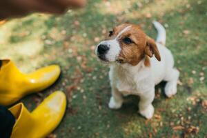 söt liten renrasig präst domkraft russell terrier hund tiggeri för mat från hans ägare. foto