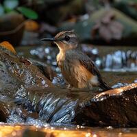 ai genererad en mycket skön kolibri nära de flod foto