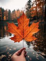 ai genererad ett levande höst färgrik lönn blad i röd och gul färger. blad Färg torr parkera stänga illustration skog höst, naturlig säsong, utomhus- trädgård blad Färg torr parkera stänga foto