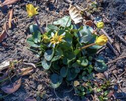 ljus gul blommor av ficaria verna mot en bakgrund av grön löv i tidigt vår. foto