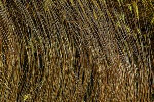 torr gräs bakgrund. torr panicles av miscanthus sinensis vingla i de vind i tidigt vår foto