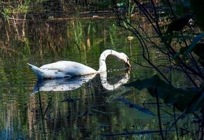 vit svan på de flod. reflektioner på de yta av de vatten. foto