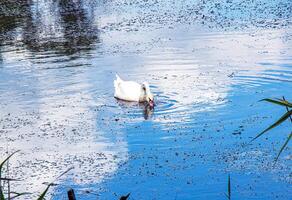 vit svan på de flod. reflektioner på de yta av de vatten. foto